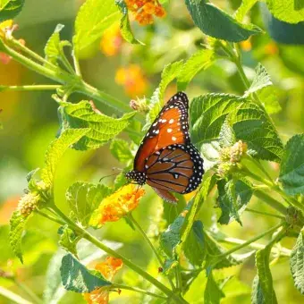 Parque Central permite a las monarcas descansar y alimentarse.