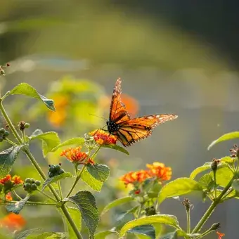 Campus monterrey ha reforzado la flora de bajo consumo de agua.