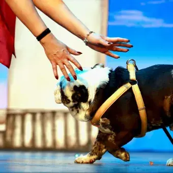 El perro Bruiser interactúa con el personaje de Paulette durante una de las escenas más queridas por el público en el Teatro de la Ciudad de Chihuahua.